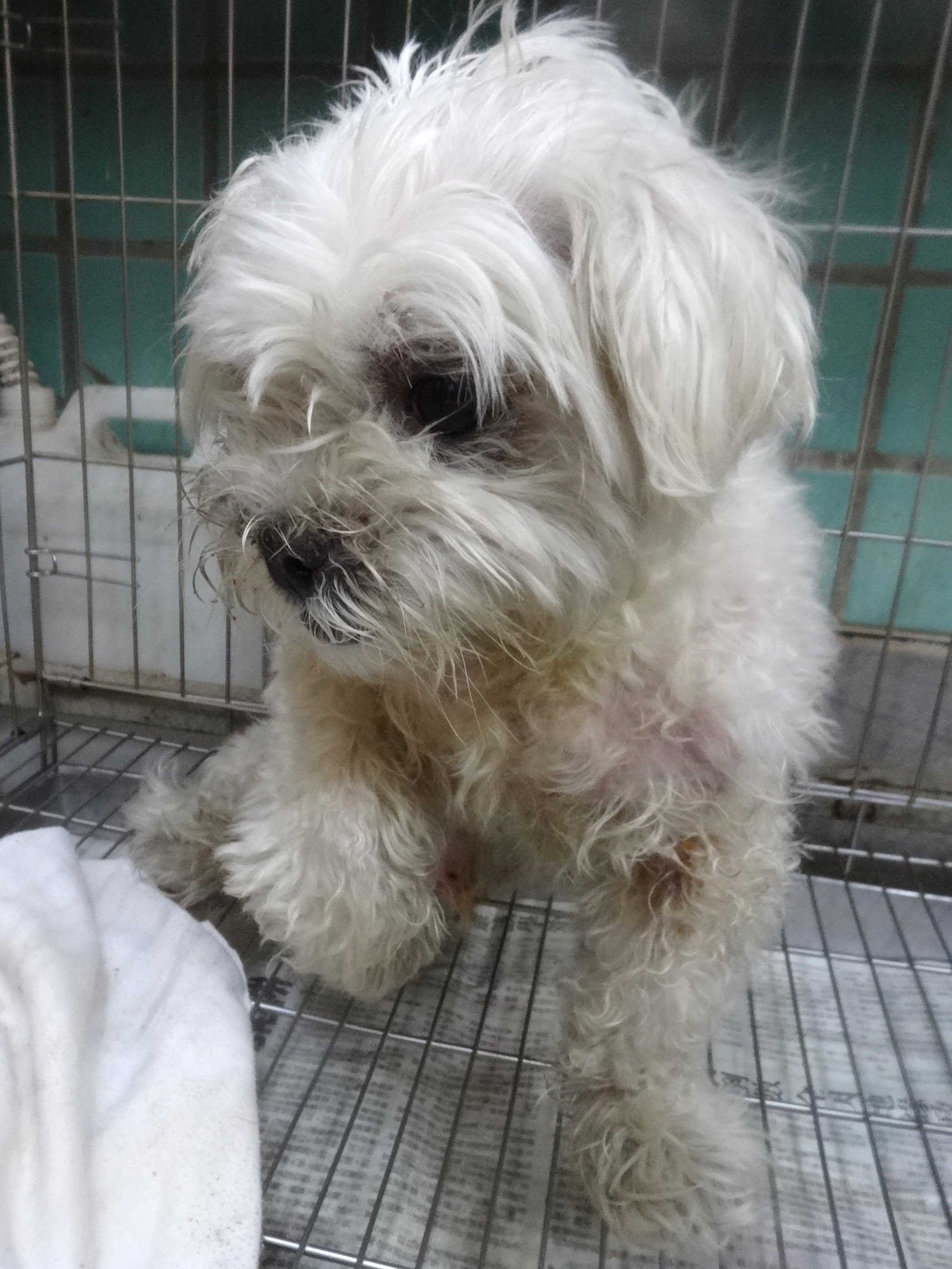 瑪爾濟斯犬