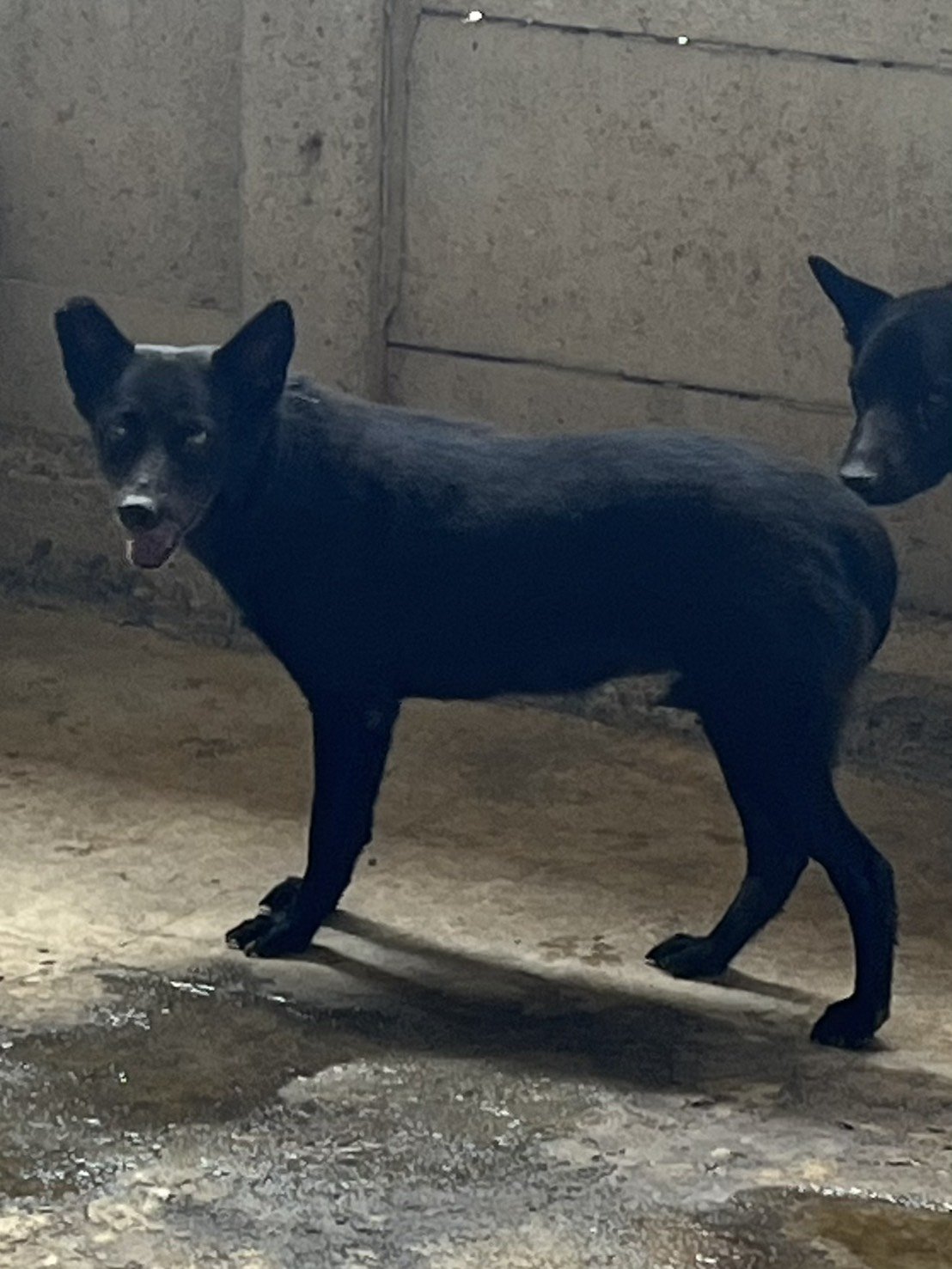 混種犬