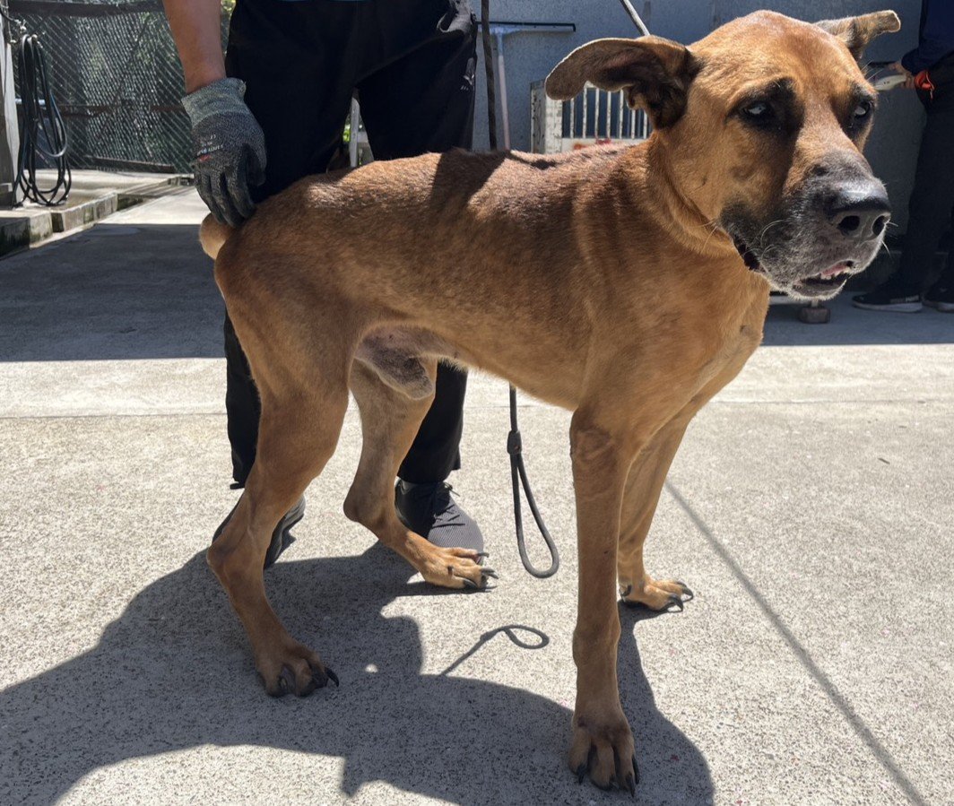 混種犬