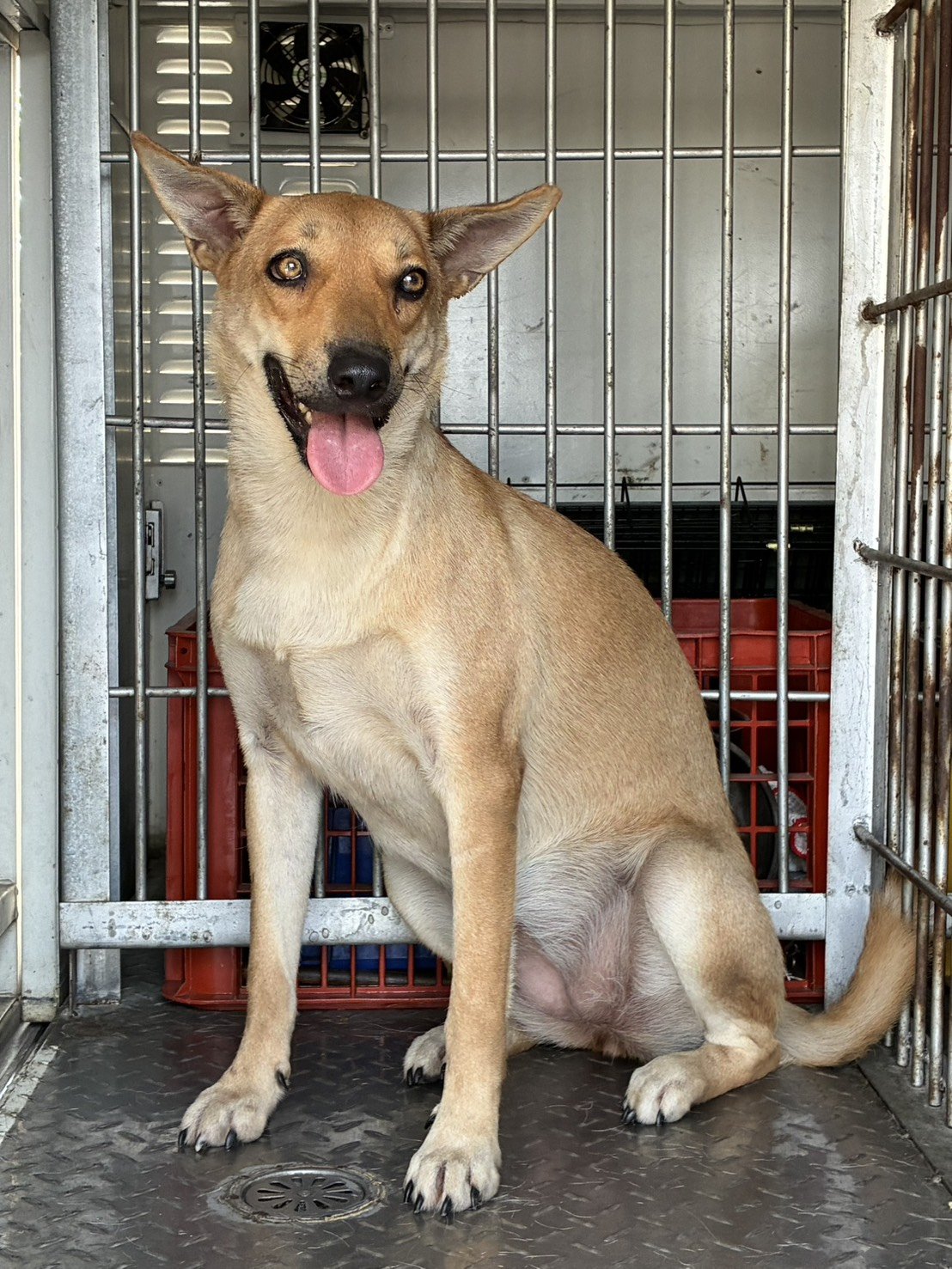 混種犬