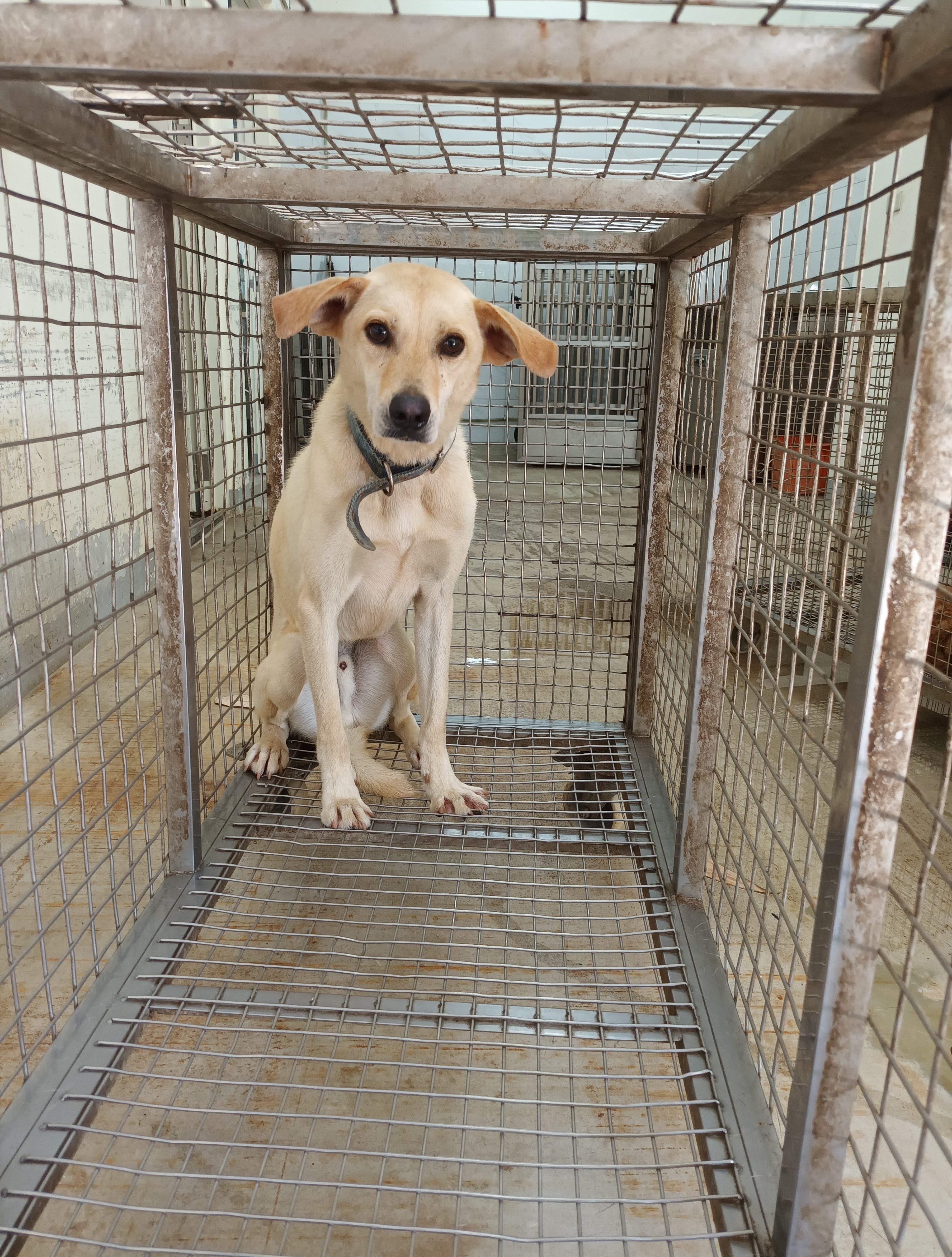 混種犬