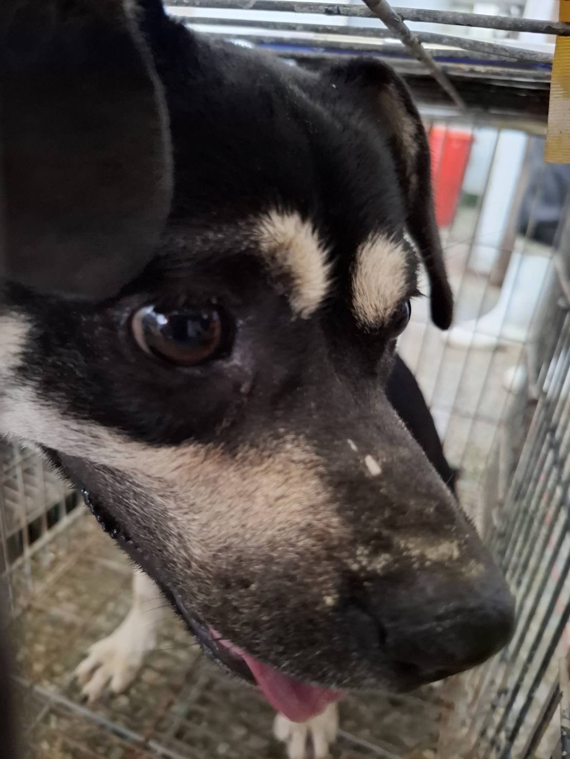 混種犬