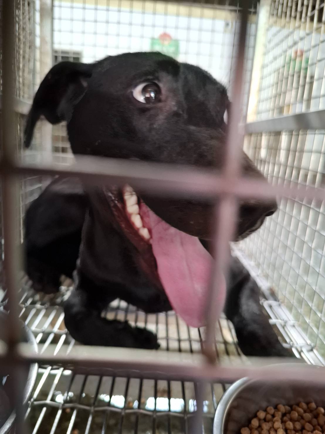 混種犬