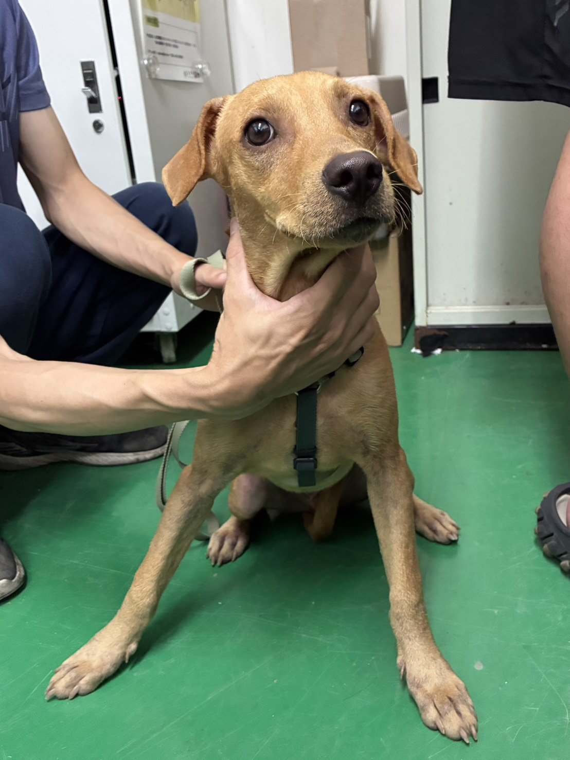 混種犬