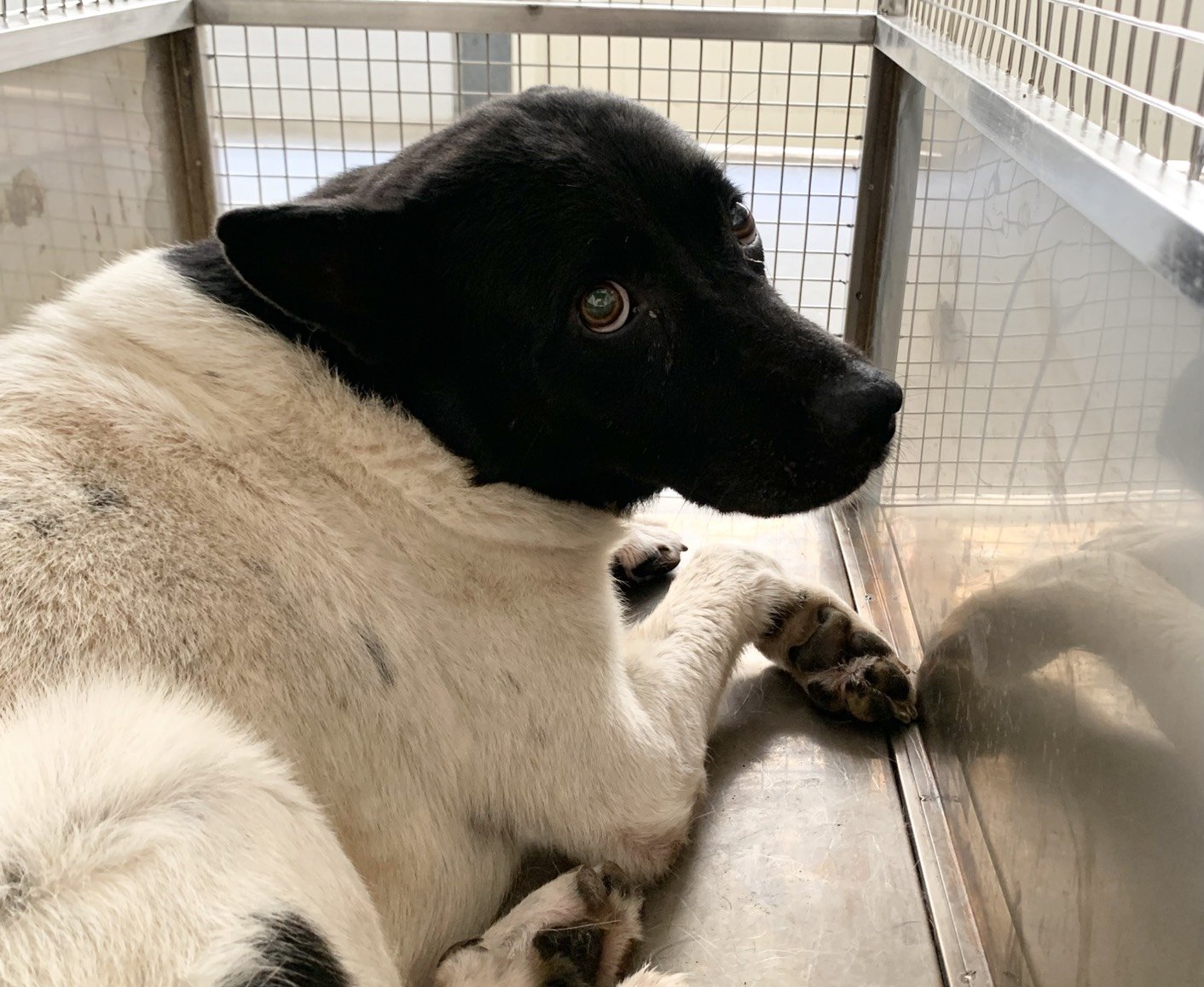混種犬