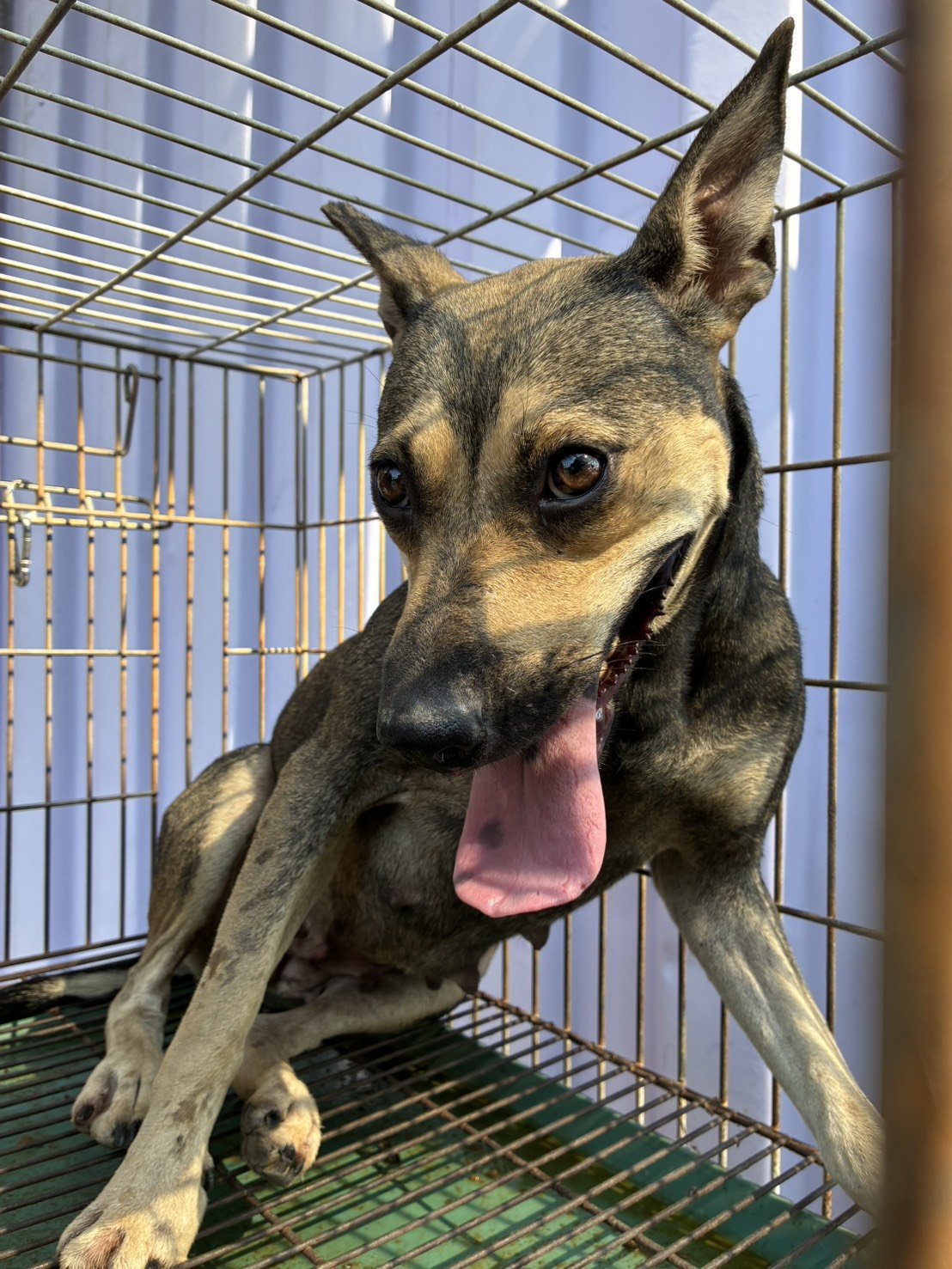混種犬