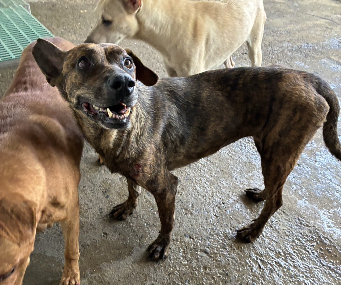 混種犬