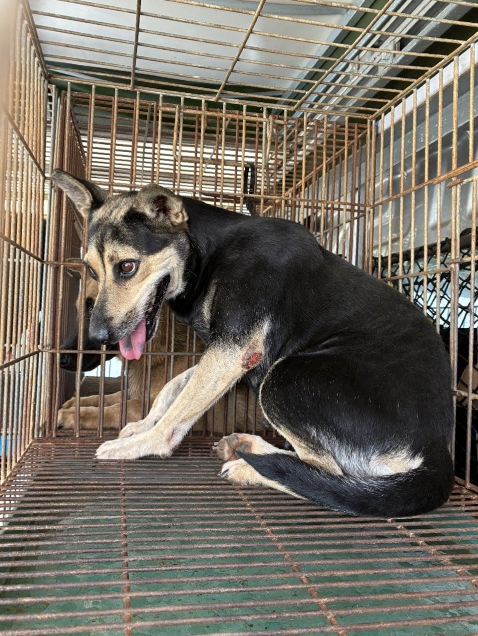混種犬