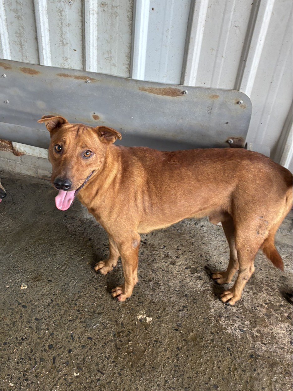混種犬