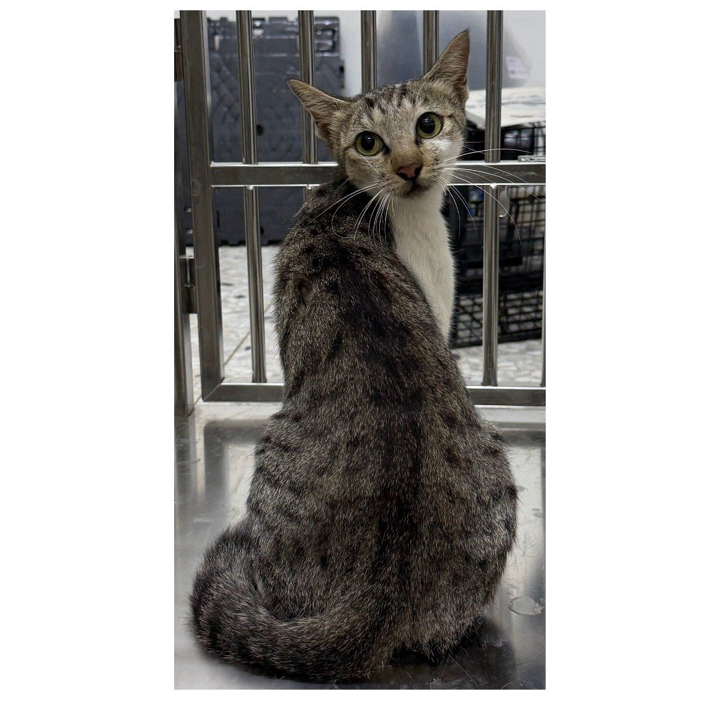 混種貓