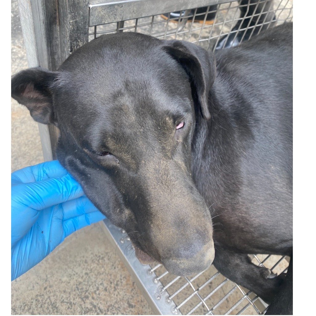 混種犬