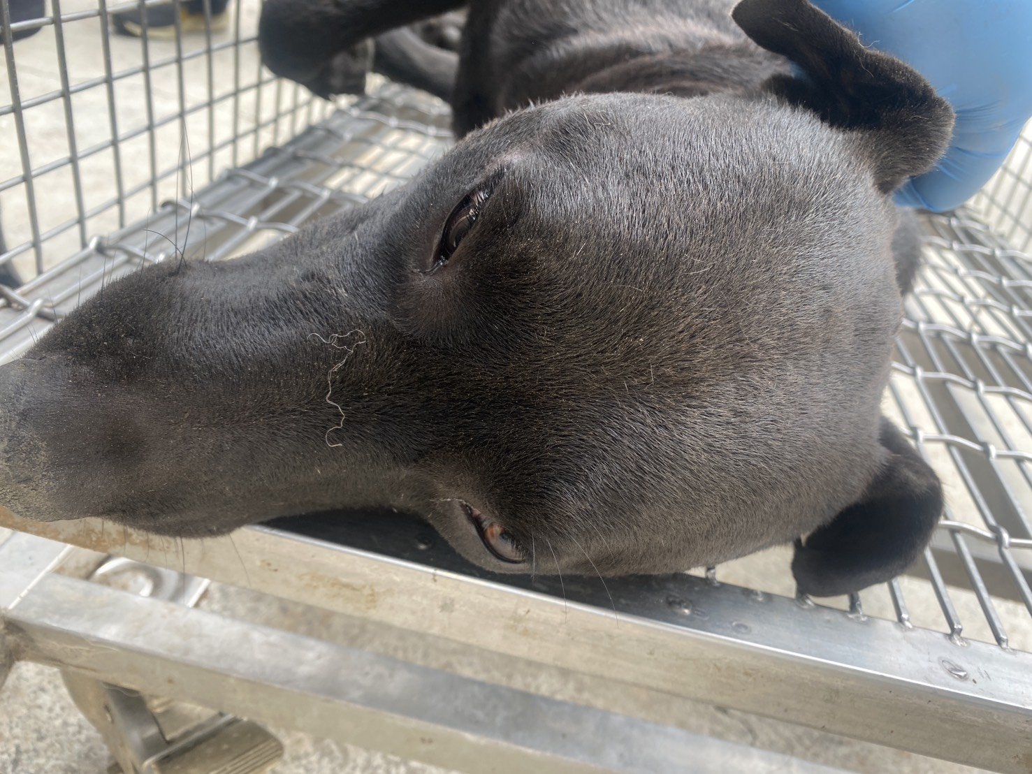混種犬