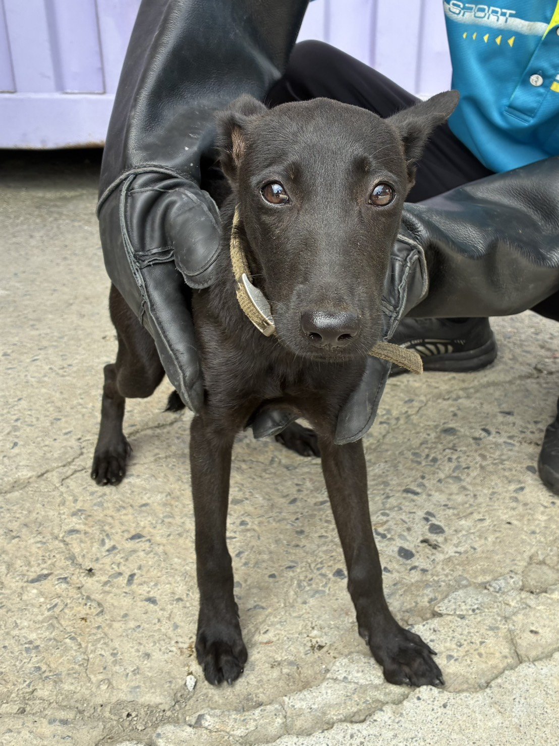 混種犬