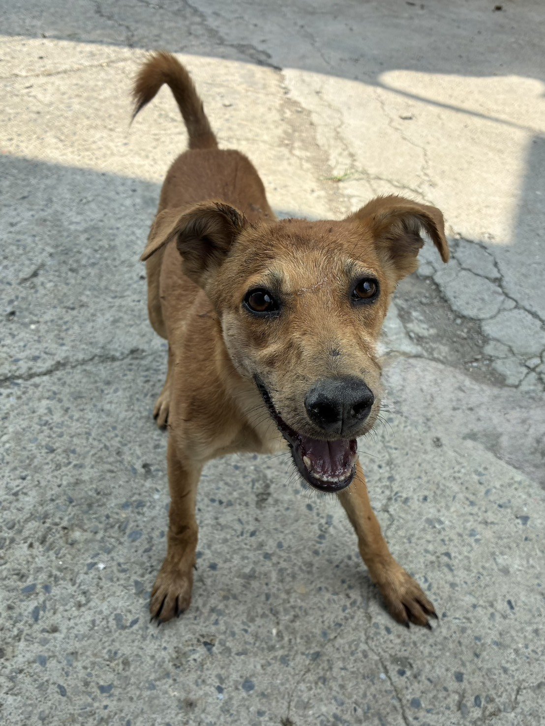 混種犬