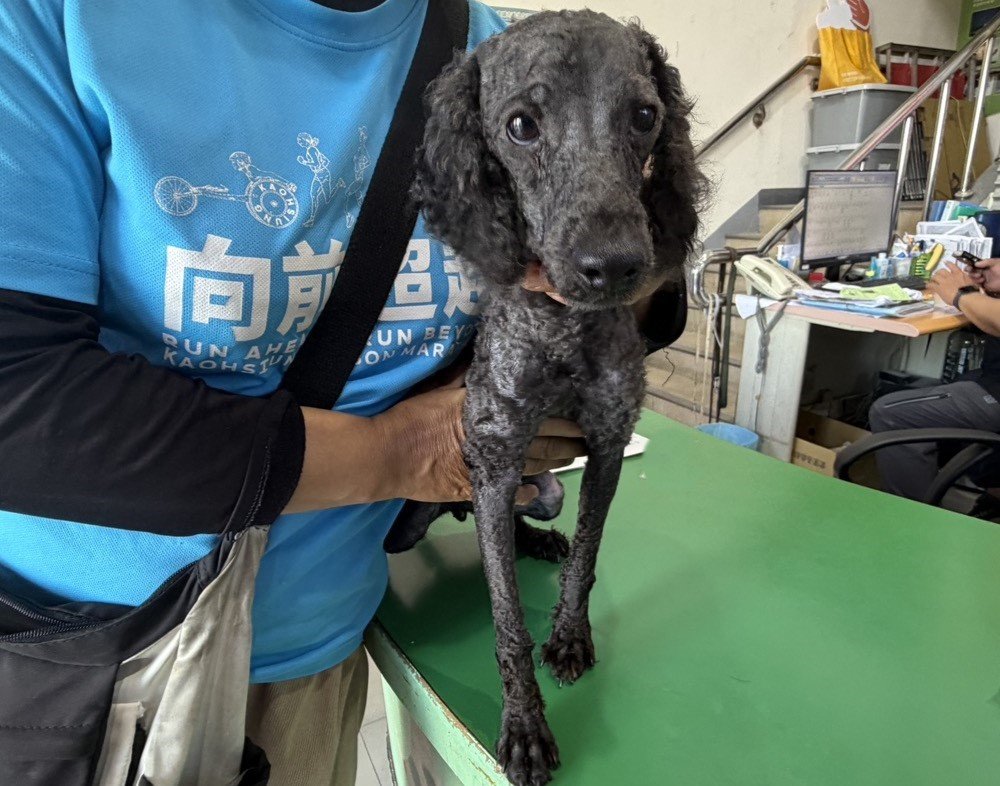 貴賓犬