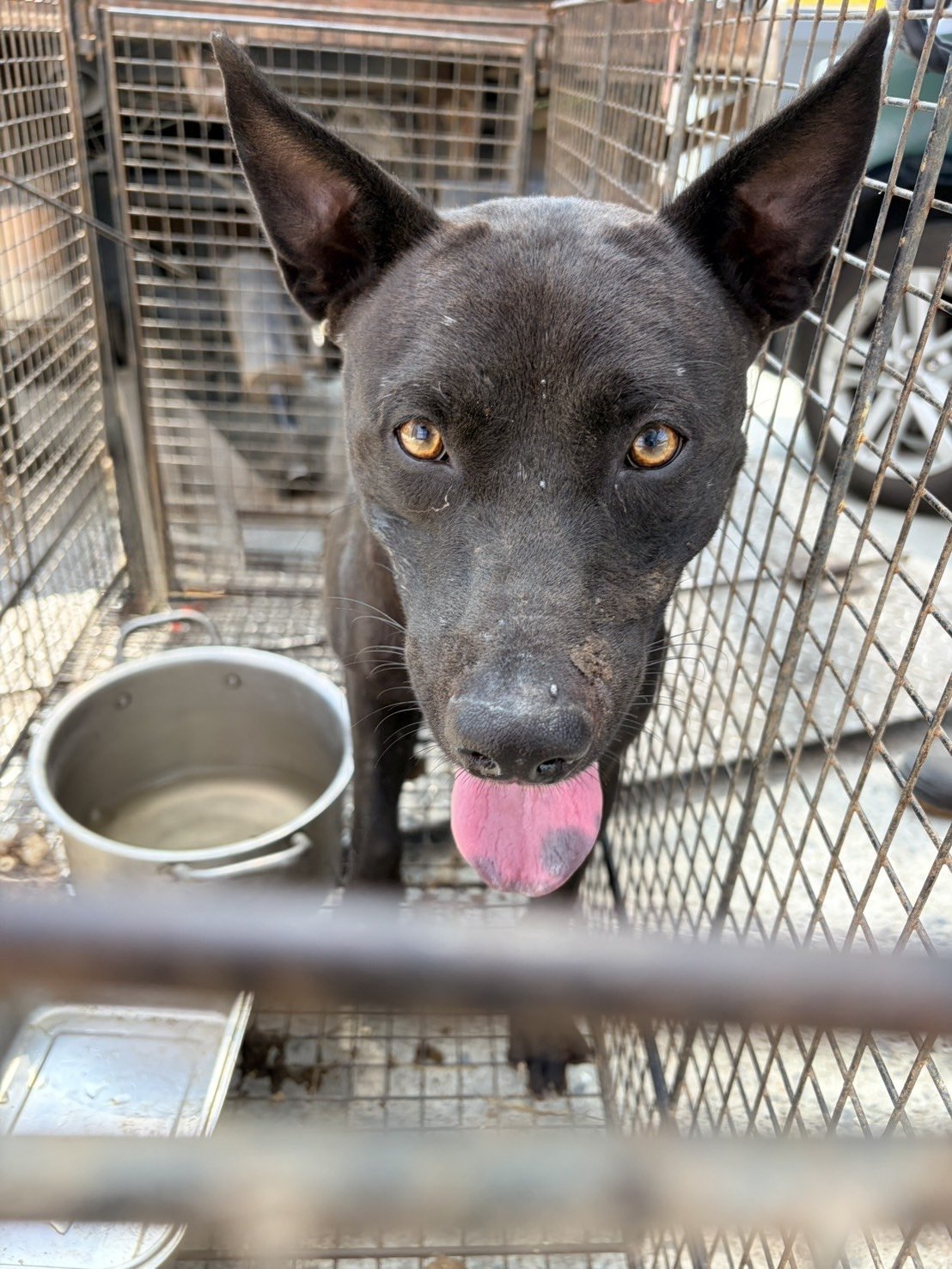混種犬