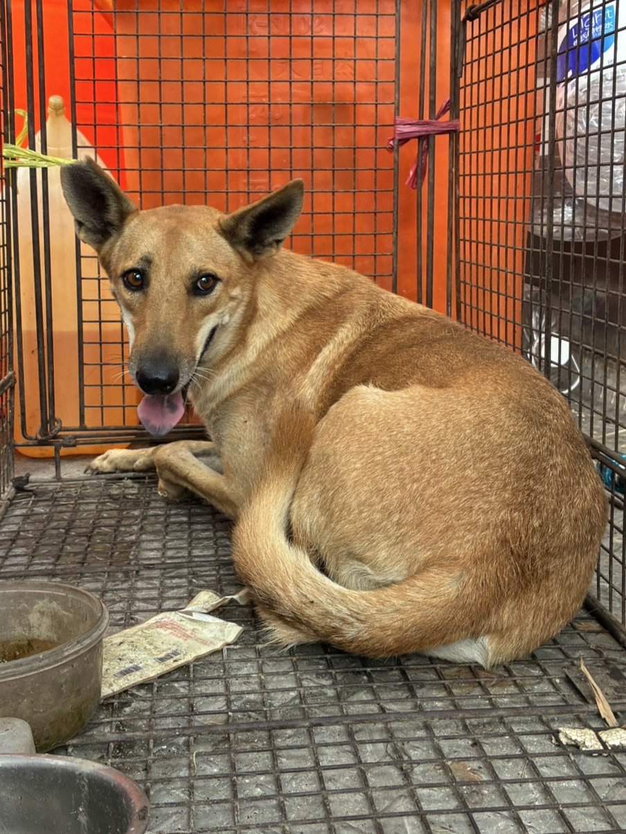 混種犬