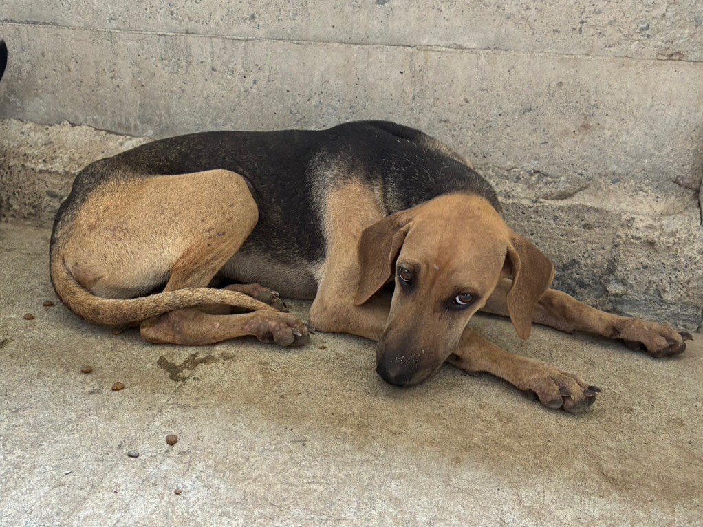 混種犬