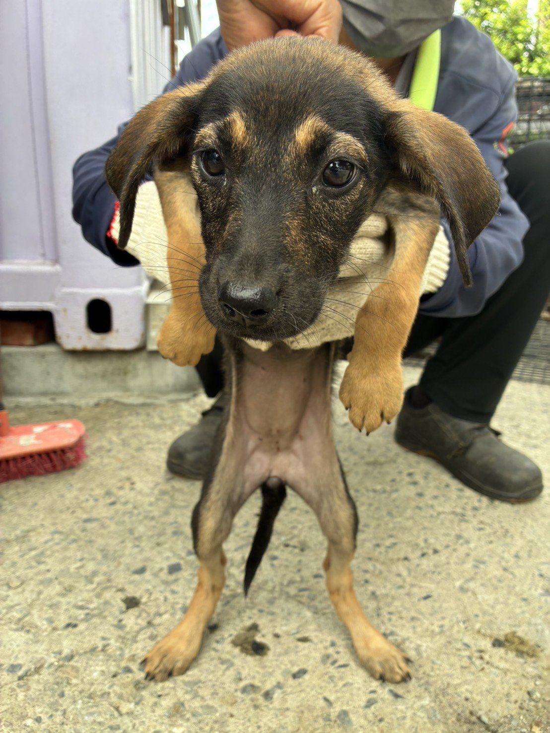 混種犬