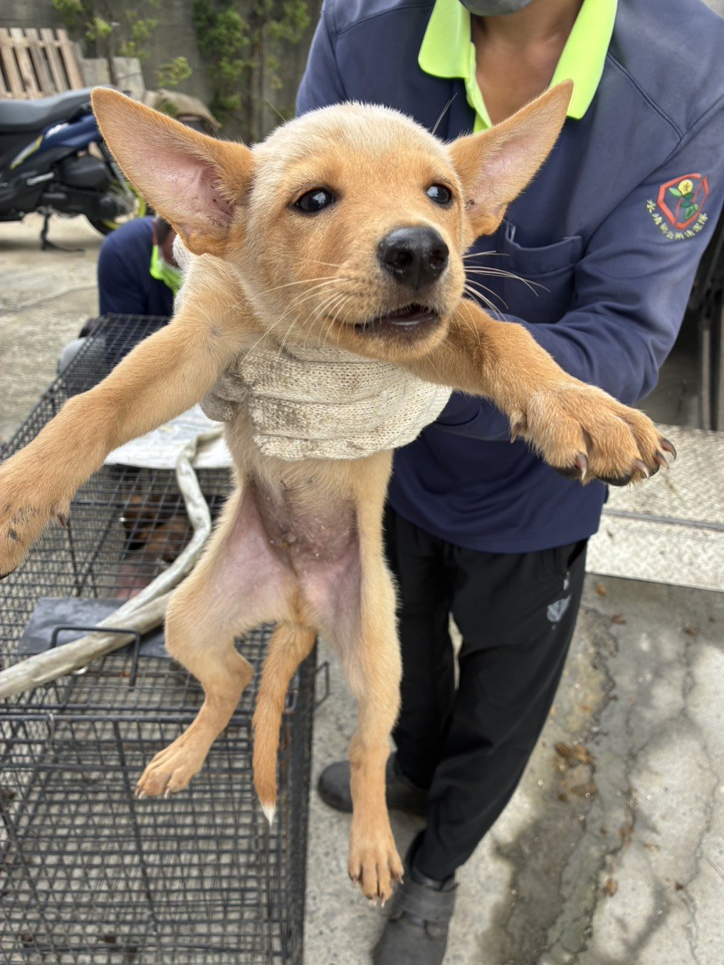 混種犬