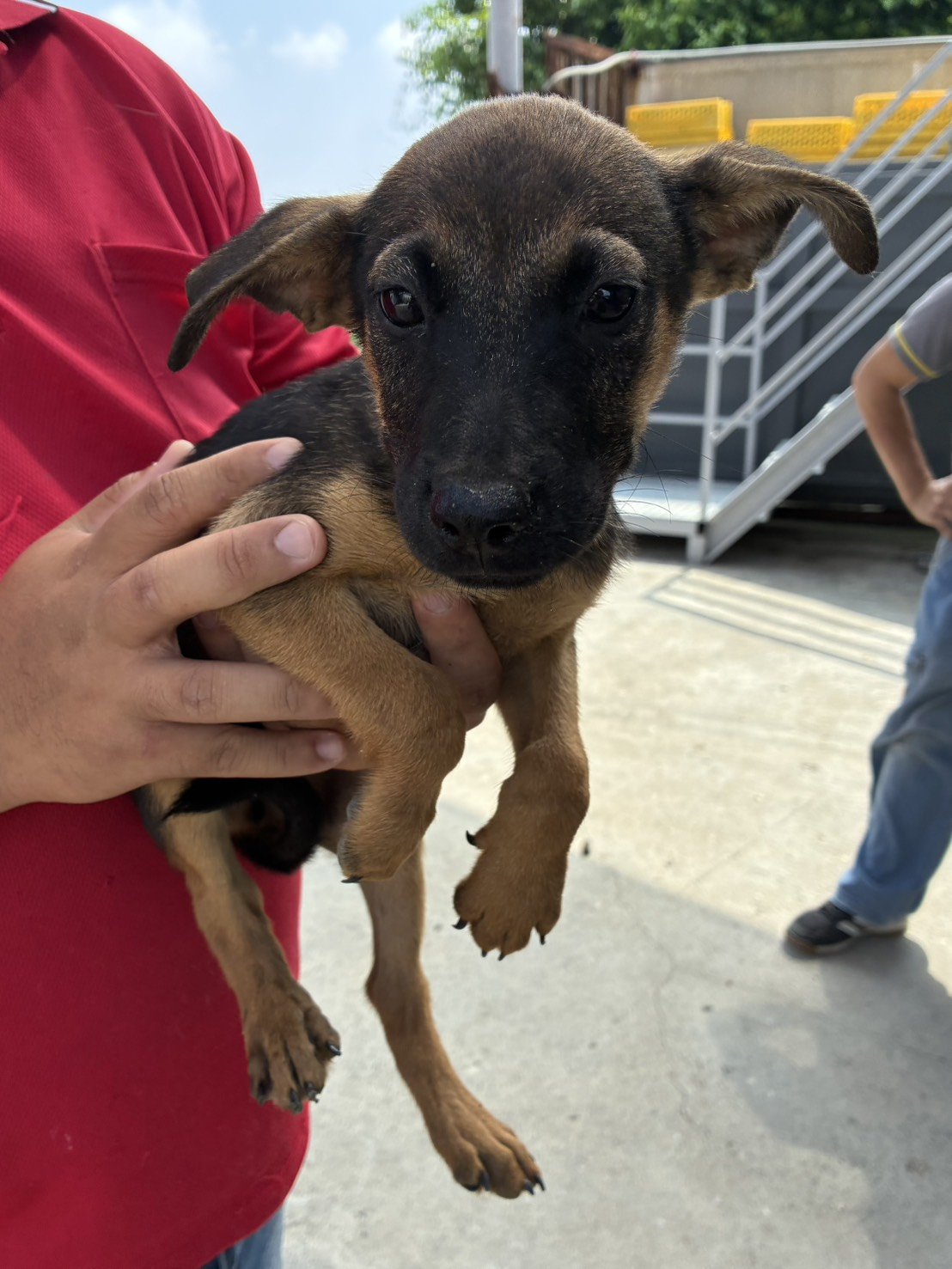 混種犬