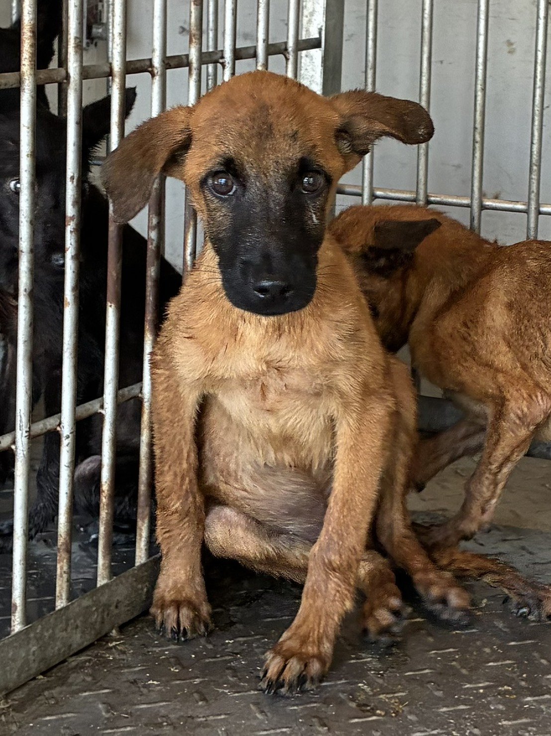 混種犬