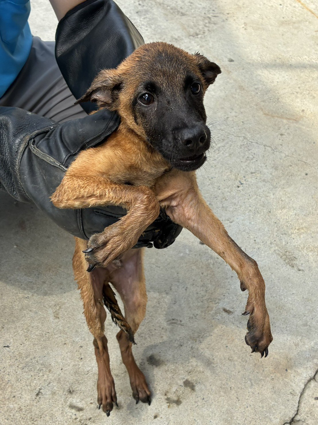 混種犬