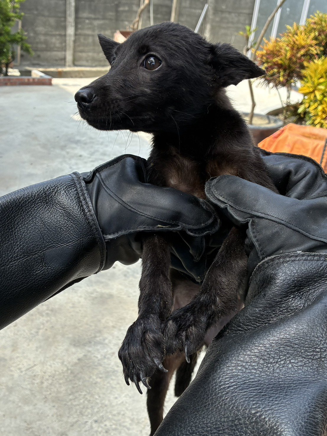 混種犬