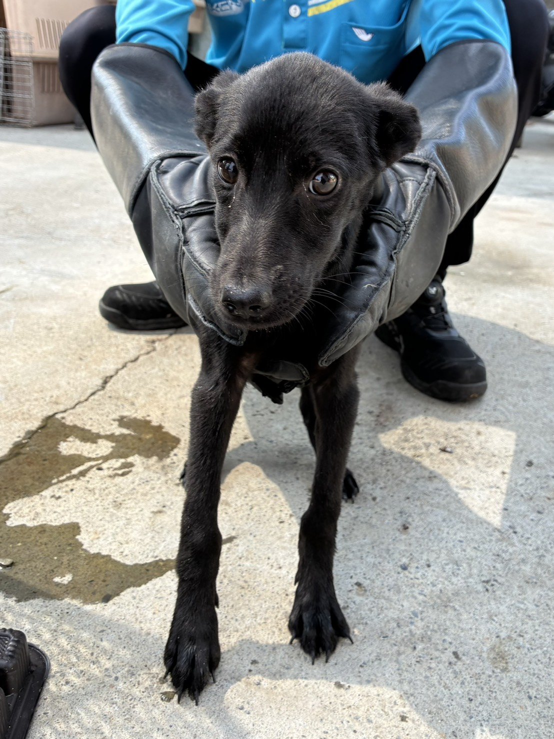 混種犬