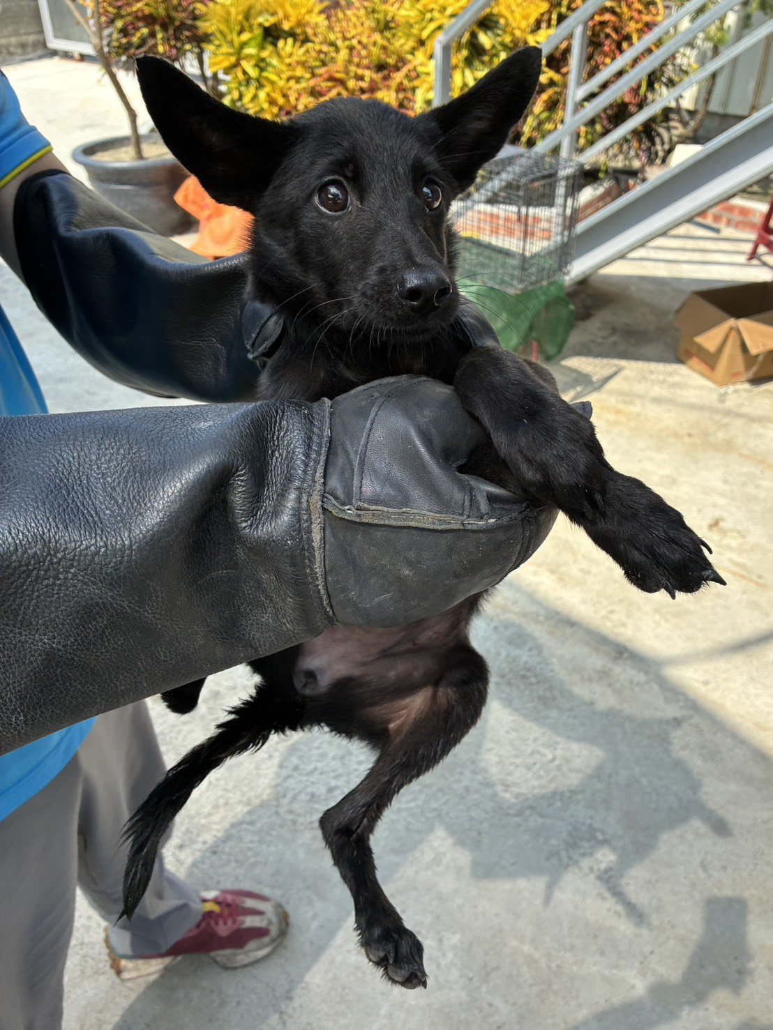 混種犬
