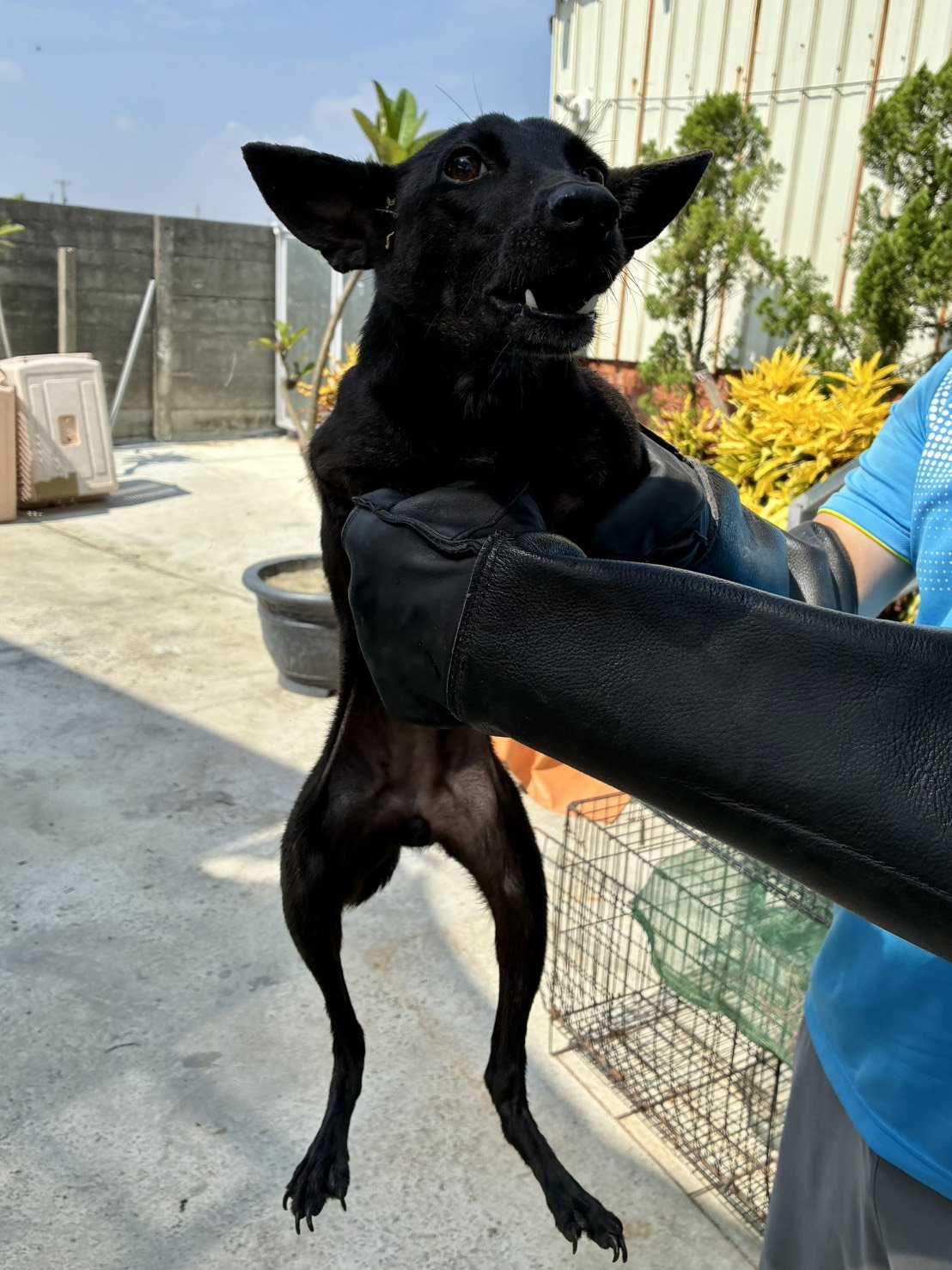 混種犬