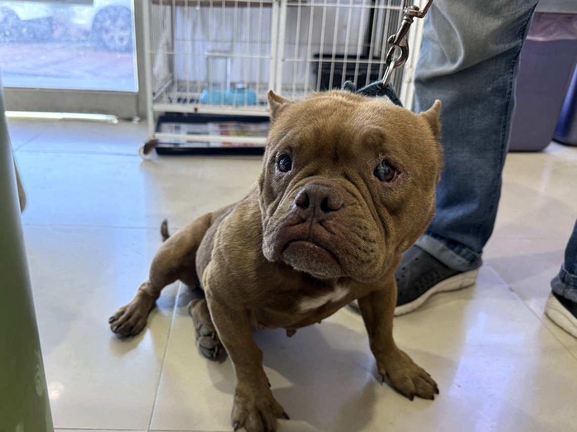 美國惡霸犬