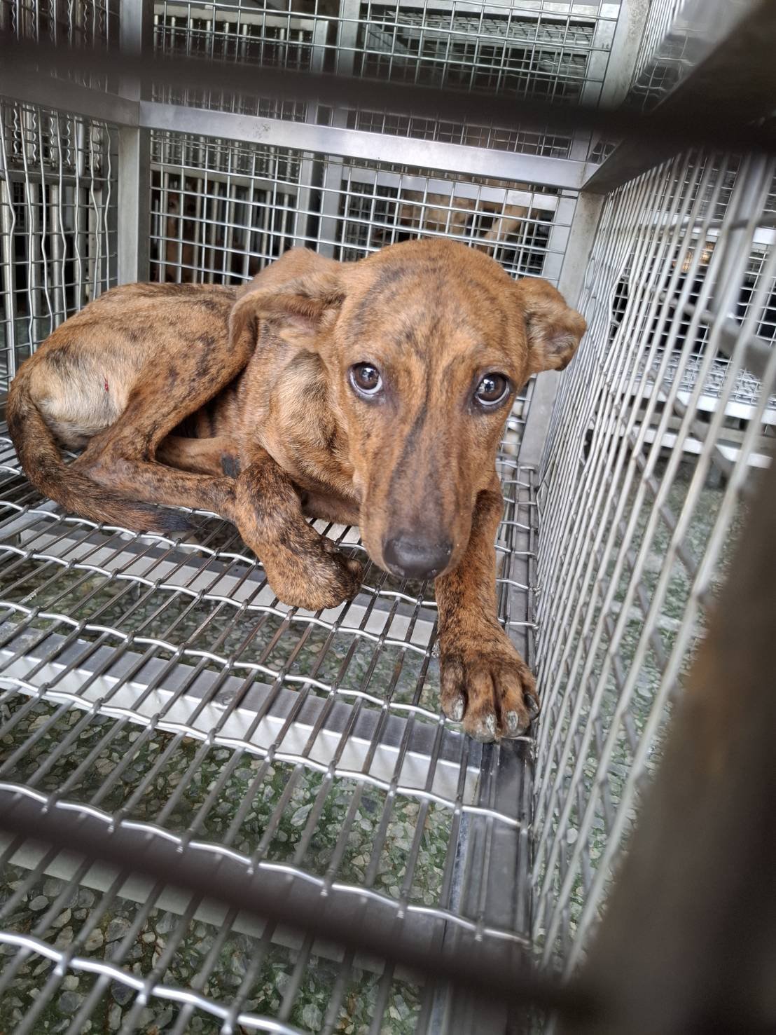 混種犬