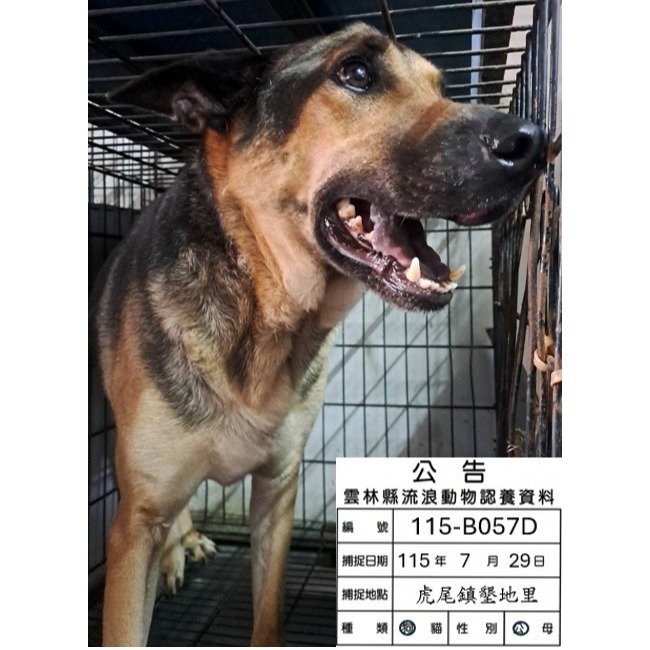 混種犬