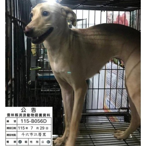 混種犬