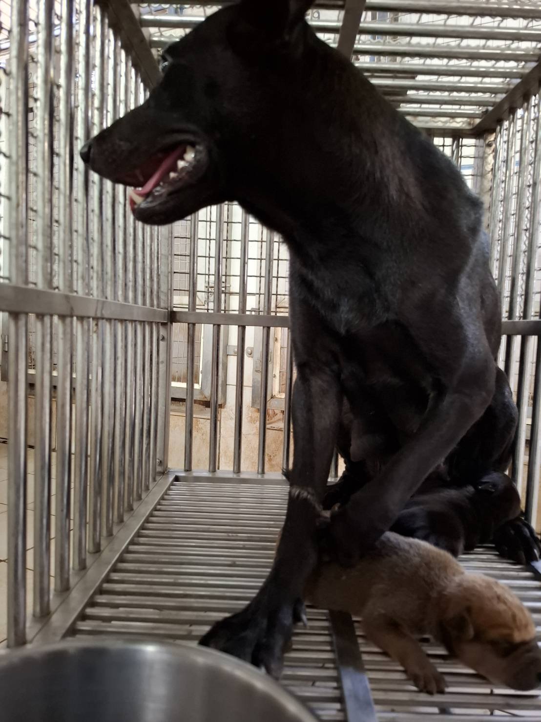 混種犬