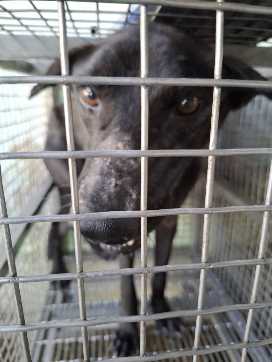 混種犬