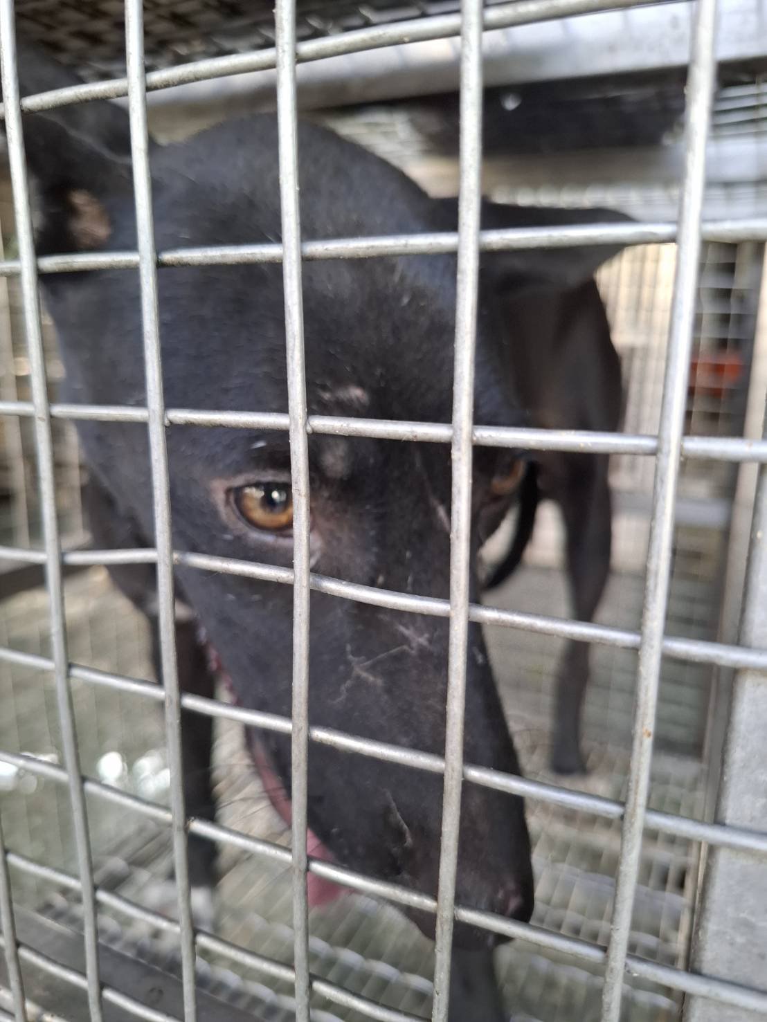 混種犬