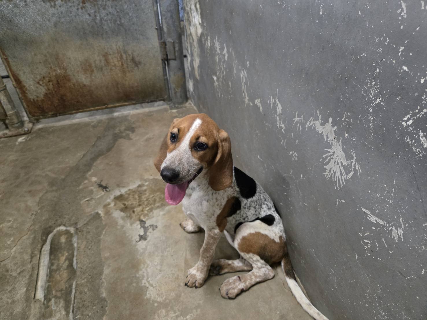 米格魯犬