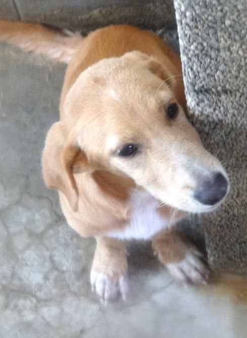 混種犬