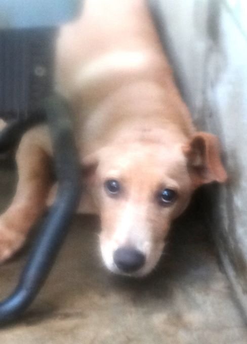 混種犬