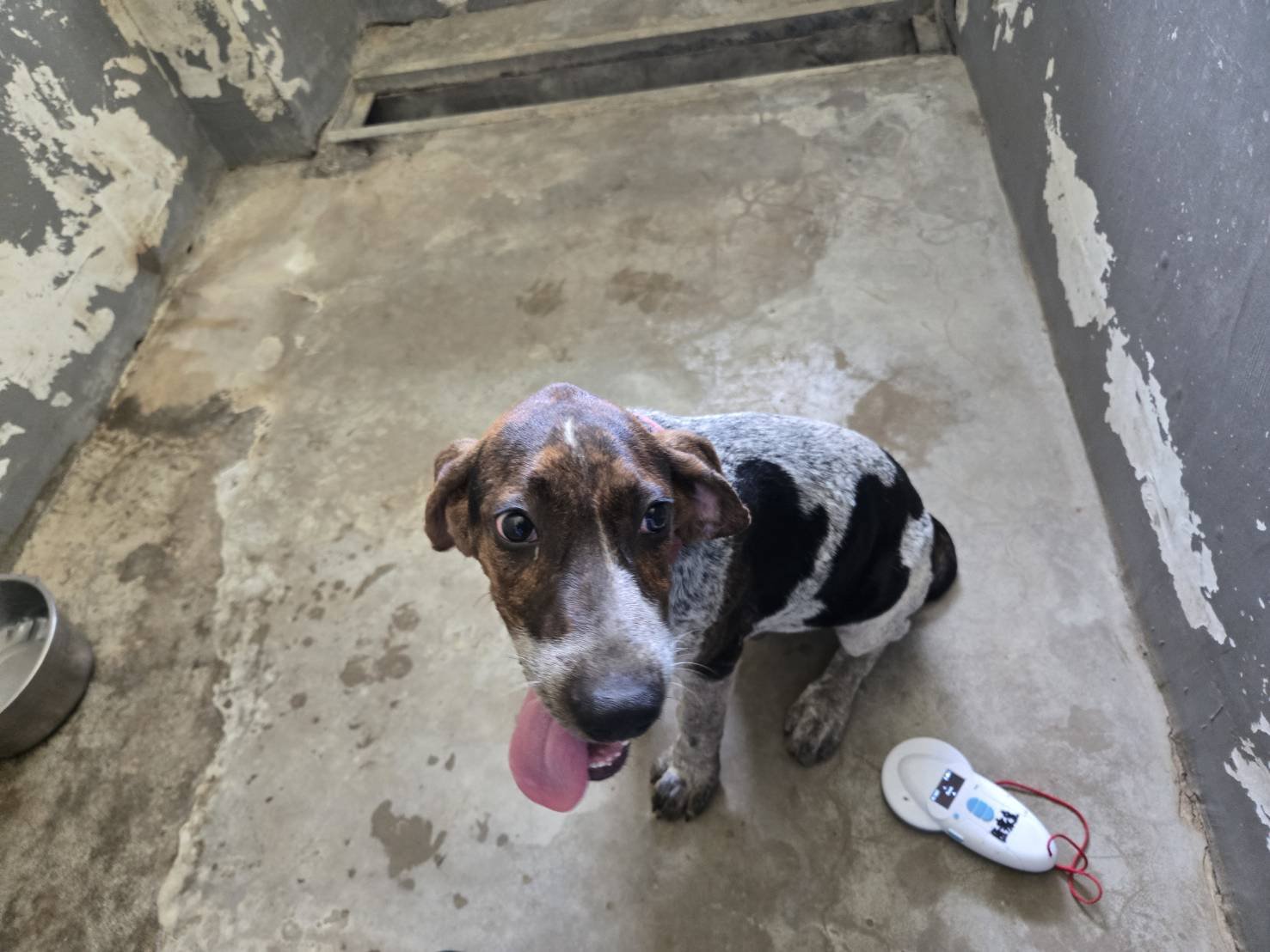 米格魯犬