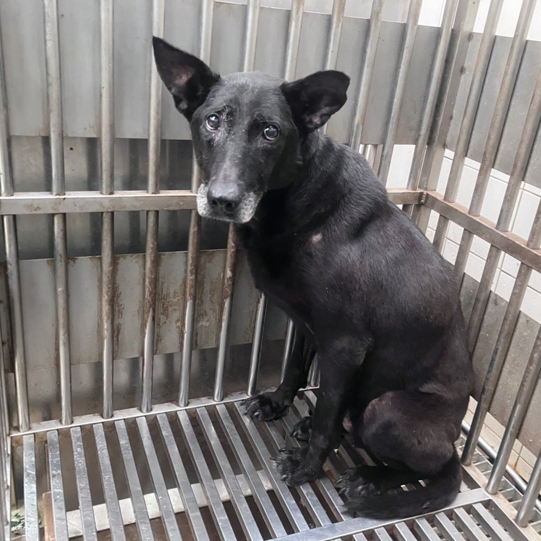 混種犬