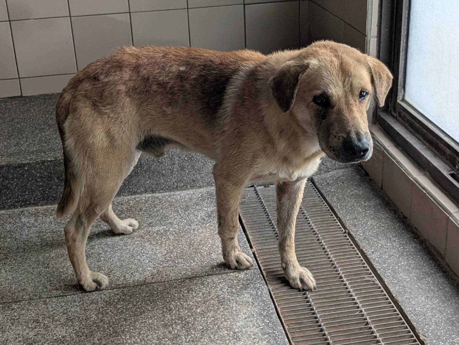 混種犬