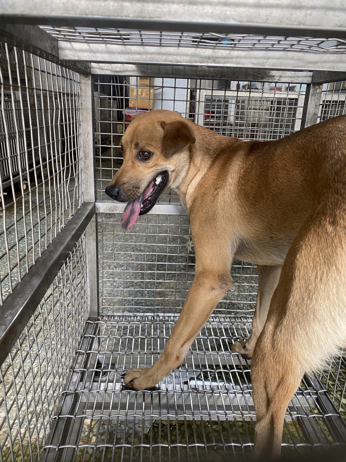 混種犬