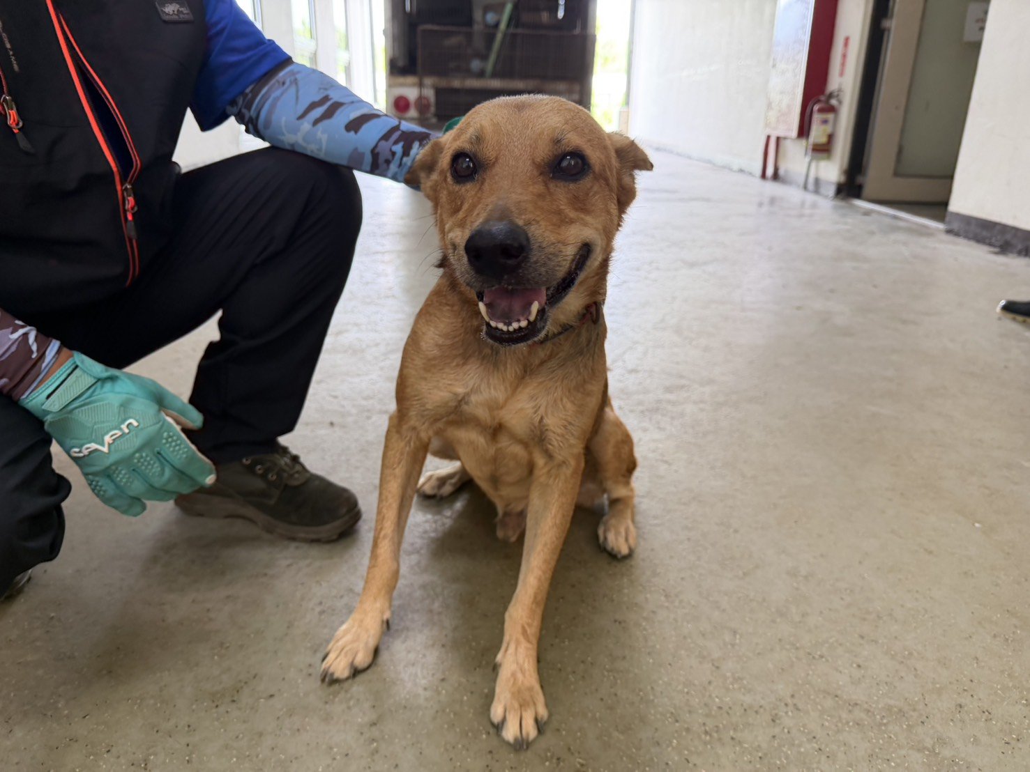 混種犬