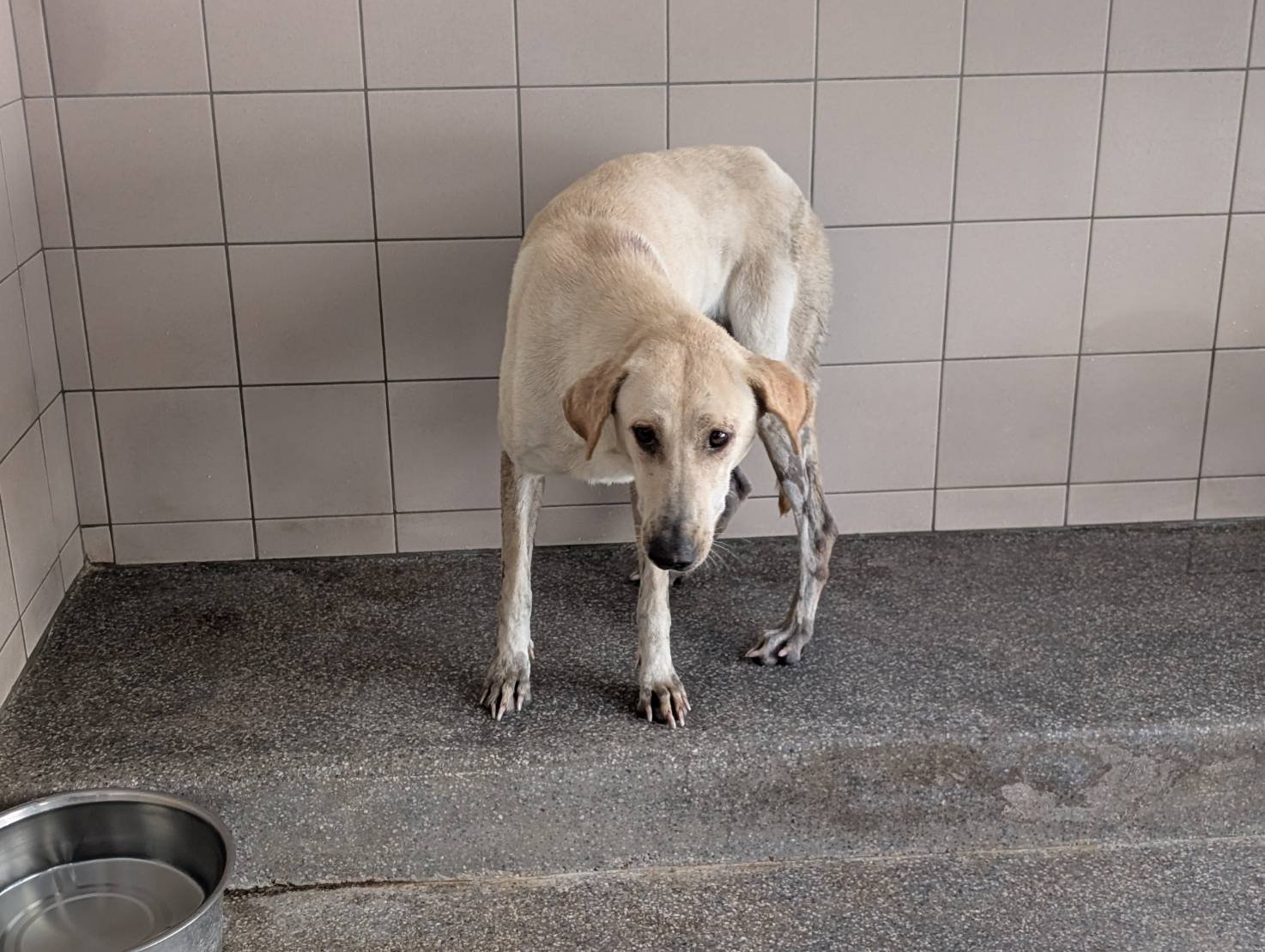 混種犬