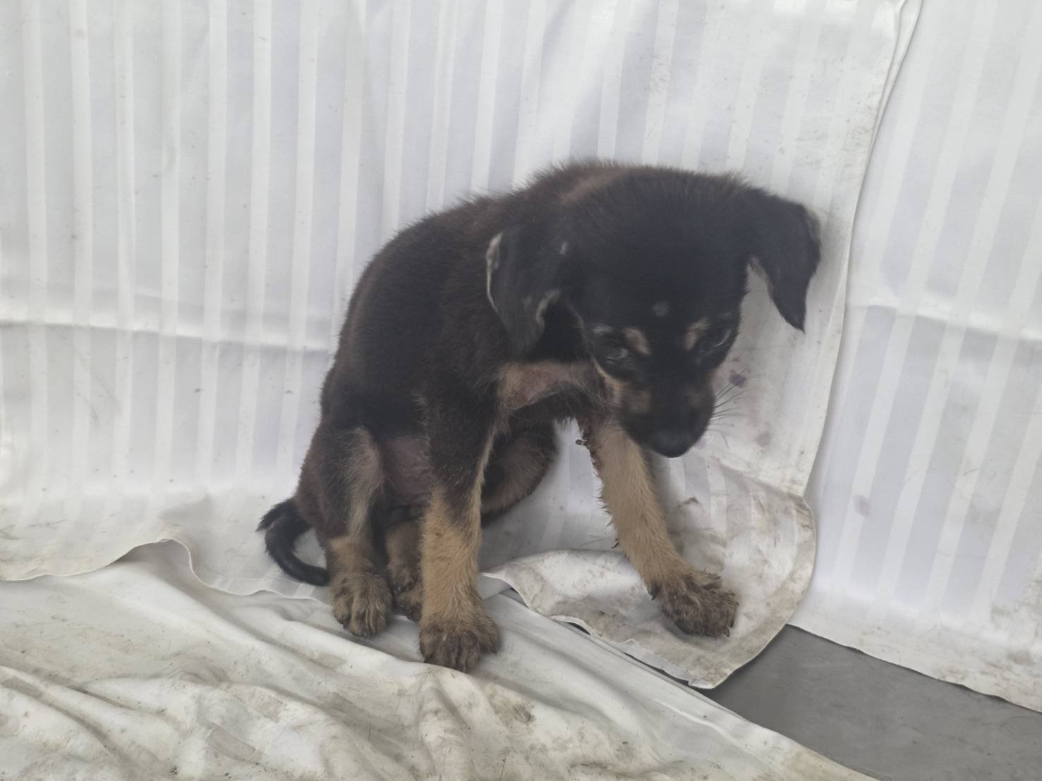 混種犬