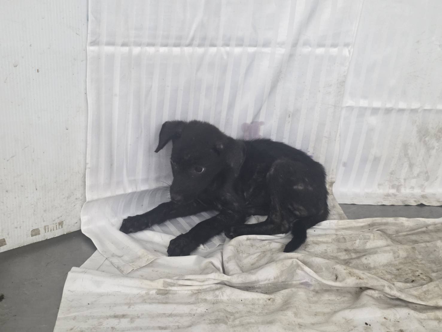 混種犬