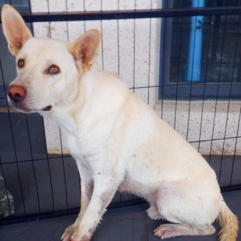 混種犬